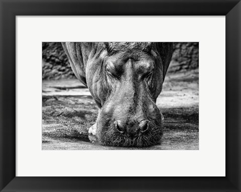 Framed Hippo - Black &amp; White Print