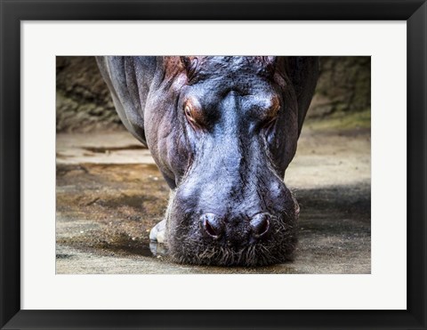 Framed Hippo Print