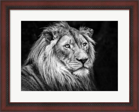 Framed Lion V - Black &amp; White Print