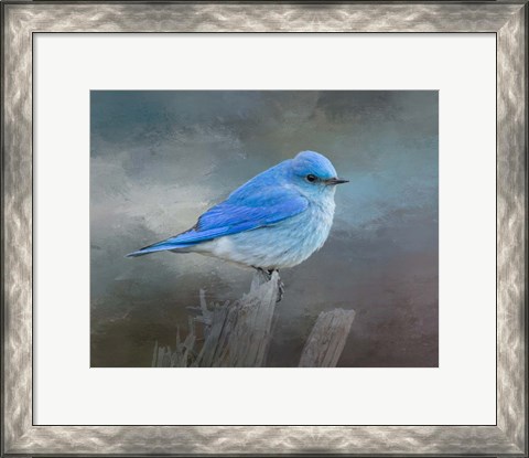 Framed Mountain Bluebird Print