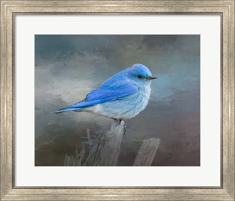 Framed Mountain Bluebird Print