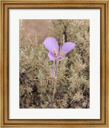Framed Mariposa Lily Print