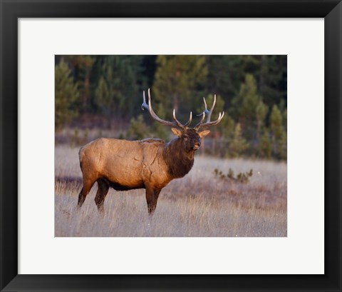 Framed Bull Elk Print