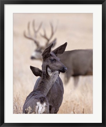 Framed Dark Mule Deer Doe Print