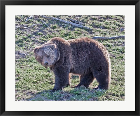 Framed Grizzly Bear Boar II Print