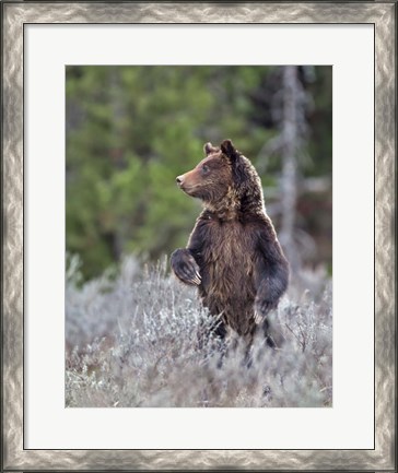 Framed Grizzly Two Year Old Print