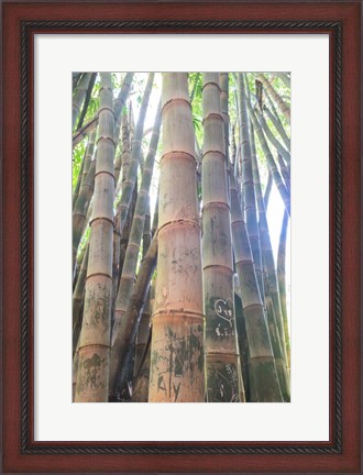 Framed Bamboo Grove Sunburst Print