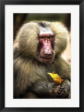 Framed Baboon Print