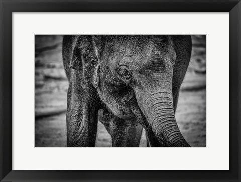 Framed Young Elephant Black &amp; White Print