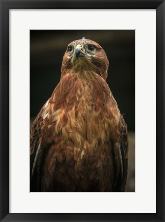 Framed Predator Bird III Print