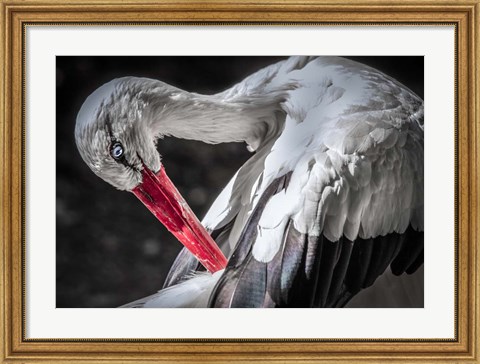 Framed Stork III Print