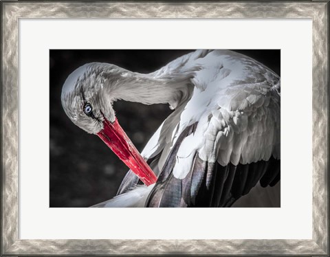 Framed Stork III Print