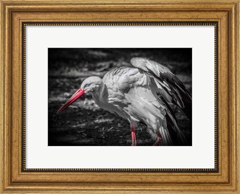 Framed Stork IV Print