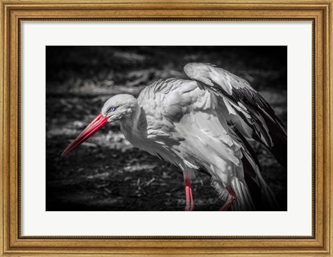 Framed Stork IV Print