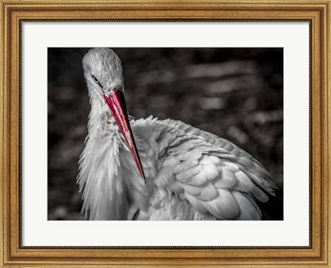 Framed Stork VI Print