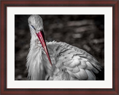 Framed Stork VI Print