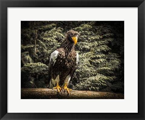 Framed Steller Eagle VI Print