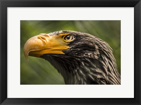 Framed Steller Sea Eagle Print