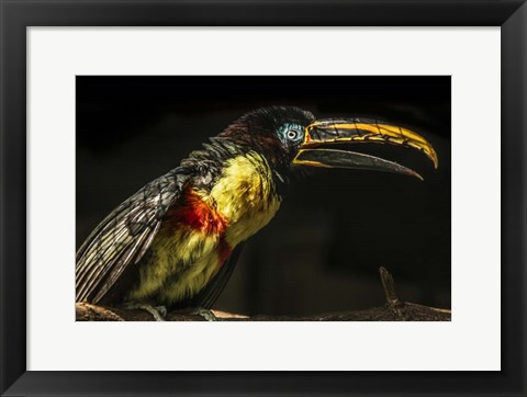 Framed Little Toucan Print