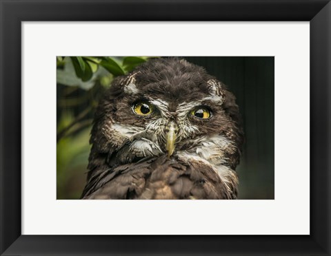 Framed Little Owl Print