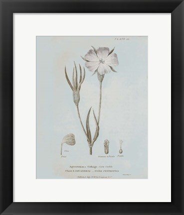 Framed Conversations on Botany III Blue Print