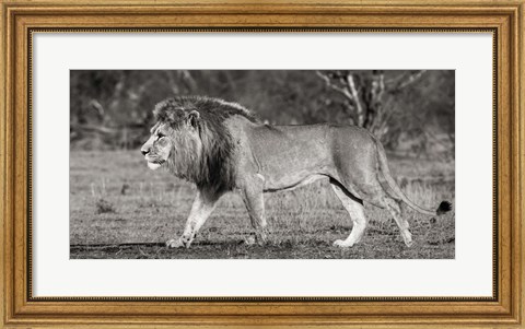 Framed Lion Walking in African Savannah Print
