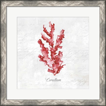 Framed Red Sea Coral Print