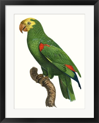 Framed Parrot of the Tropics III Print