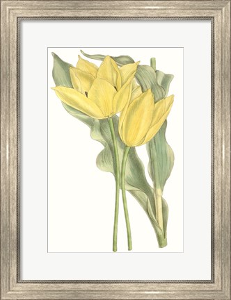 Framed Curtis Tulips II Print