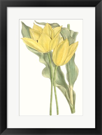 Framed Curtis Tulips II Print