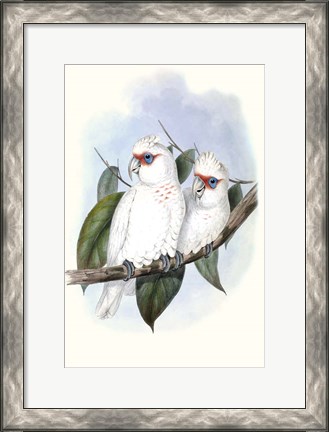 Framed Pastel Parrots IV Print