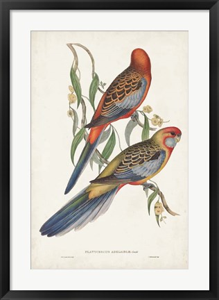 Framed Tropical Parrots II Print
