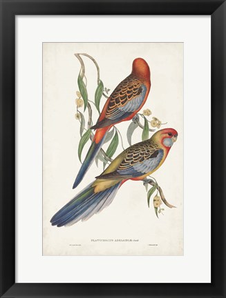 Framed Tropical Parrots II Print