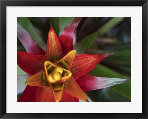 Framed Bromeliad Burst II Print