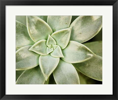 Framed Spring Succulent I Print