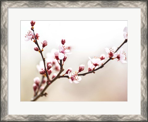 Framed Cherry Blossom Study I Print