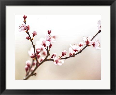 Framed Cherry Blossom Study I Print