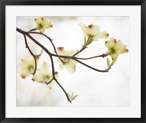 Framed Dogwood Detail I Print