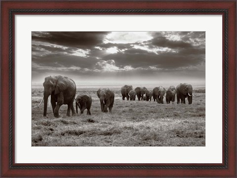 Framed Amboseli elephants Print