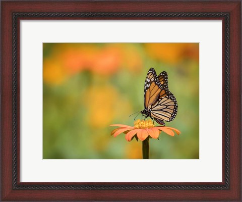 Framed Butterfly Portrait IX Print