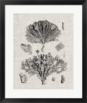 Framed Coral Specimen III Print