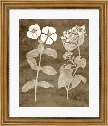 Framed Botanical in Taupe IV Print