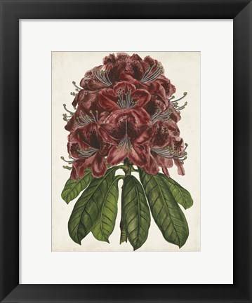 Framed Rhododendron Study II Print