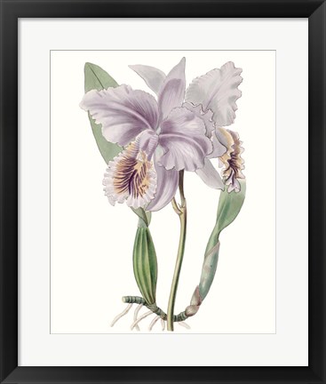 Framed Lavender Beauties II Print