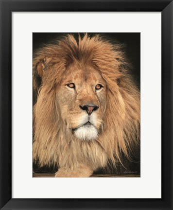 Framed King of the Jungle Print