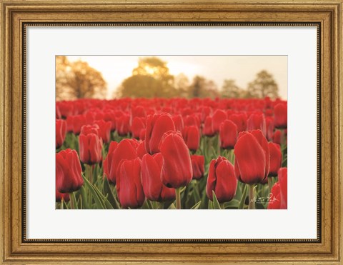 Framed Tulips from Twente Print