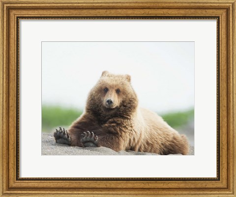 Framed Bear Life VI Print