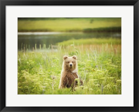 Framed Bear Life VII Print