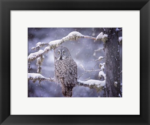 Framed Owl in the Snow III Print
