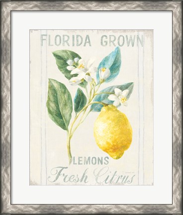 Framed Floursack Lemon I Print